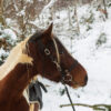 Ride and ski 8