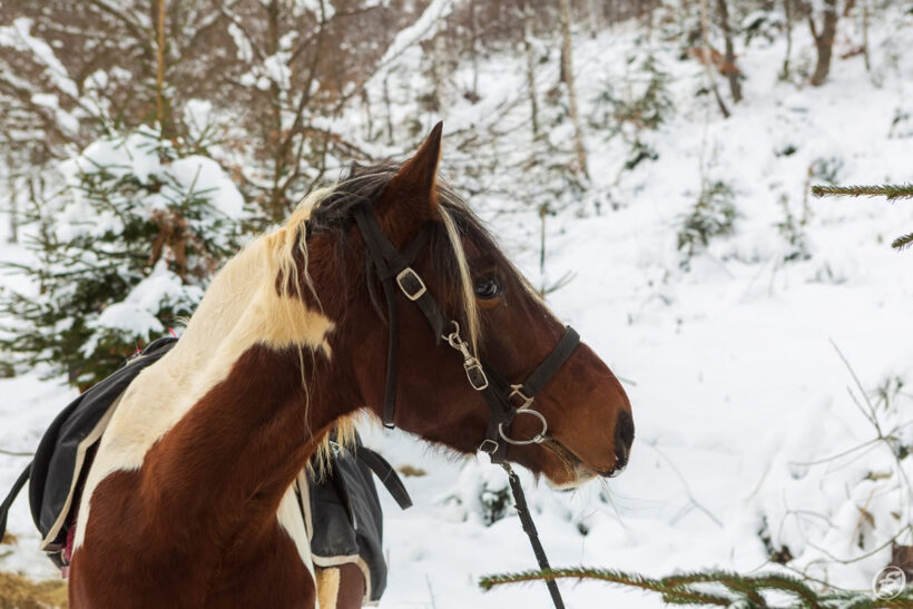 Ride and ski 8